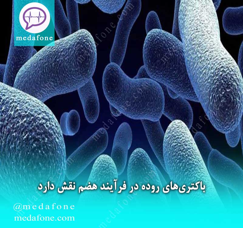 باکتری‌های روده در فرآیند هضم نقش دارد